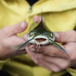 Ikan Lele Lompat? Ketahui Fakta Dan Penyebabnya!