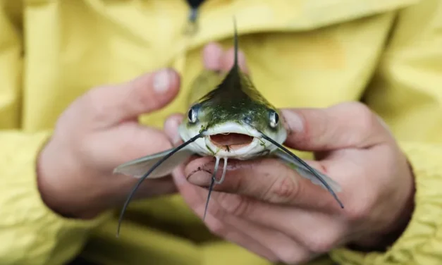 Ikan Lele Lompat? Ketahui Fakta Dan Penyebabnya!