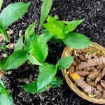 Menanam Kunyit Di Rumah: Tumbuhan Herbal Di Sudut Rumah