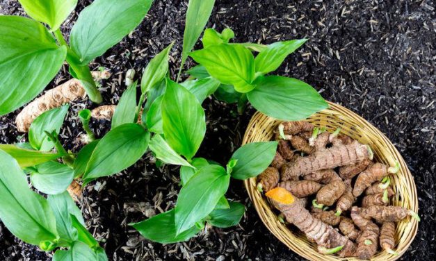 Menanam Kunyit Di Rumah: Tumbuhan Herbal Di Sudut Rumah