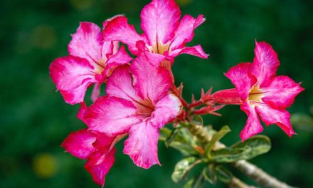 Tanaman Hoki: Tak Hanya Hiasan, Tapi Pembawa Rezeki