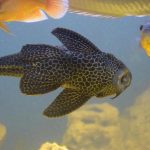 Ikan Sapu-Sapu, Ikan Unik Yang Bisa Jadi Hidangan Menggoda