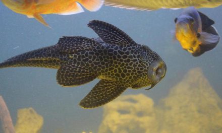 Ikan Sapu-Sapu, Ikan Unik Yang Bisa Jadi Hidangan Menggoda