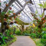 Hidden Gem Bogor! Kencan Di Griya Anggrek Kebun Raya