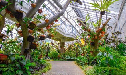 Hidden Gem Bogor! Kencan Di Griya Anggrek Kebun Raya