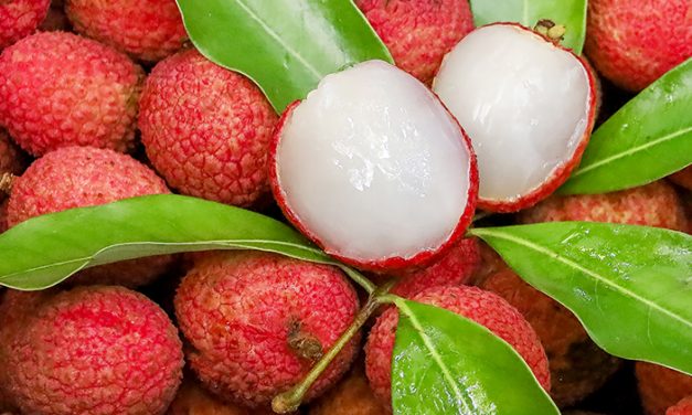 Kecil Tapi Hebat! Khasiat Buah Leci Untuk Tubuh Lebih Sehat