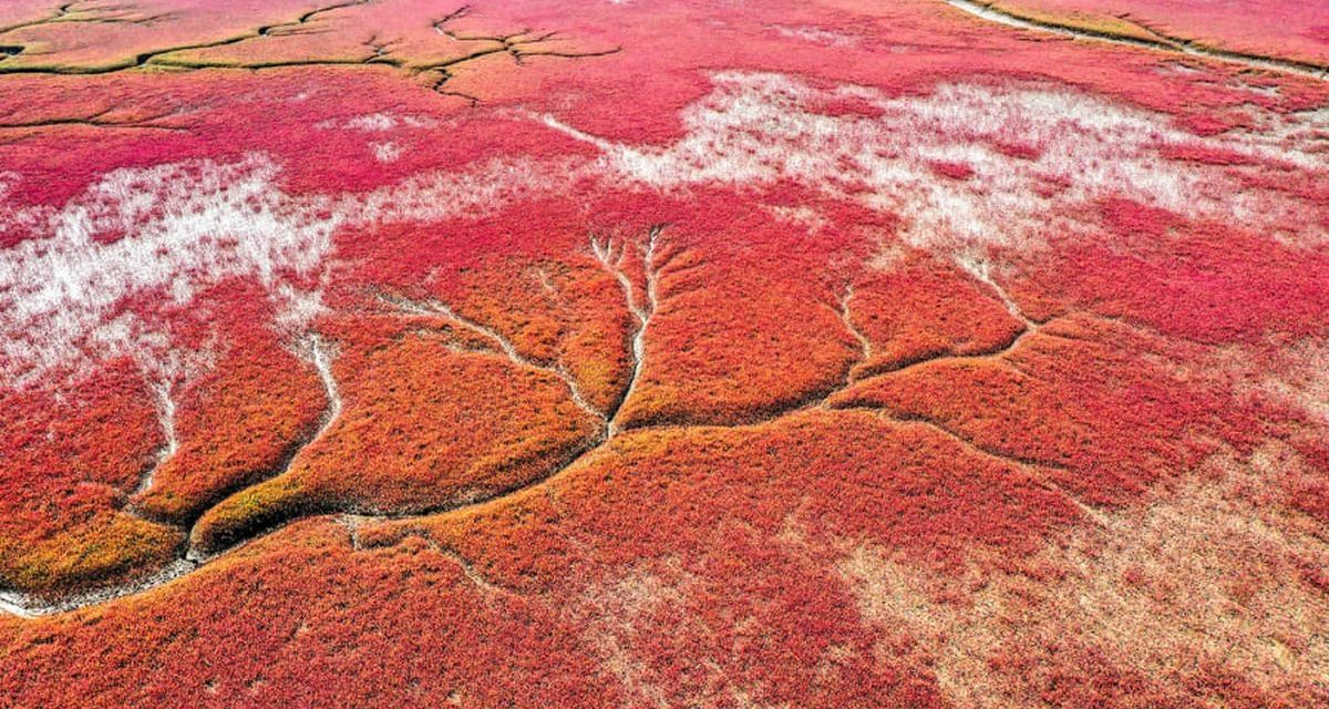 Pantai Merah Panjin, Keindahan Alami Di Tepian Laut Bohai