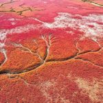 Pantai Merah Panjin, Keindahan Alami Di Tepian Laut Bohai