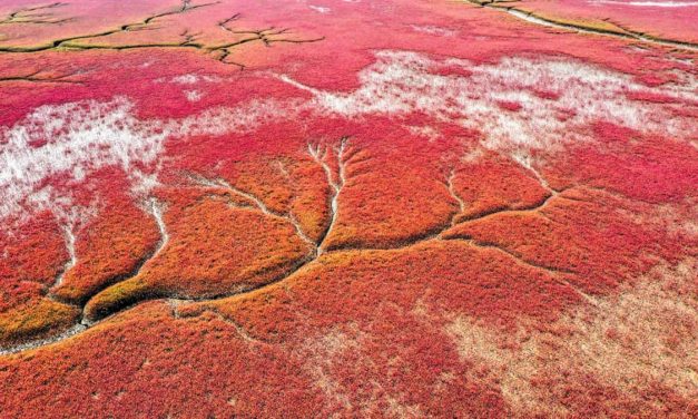 Pantai Merah Panjin, Keindahan Alami Di Tepian Laut Bohai