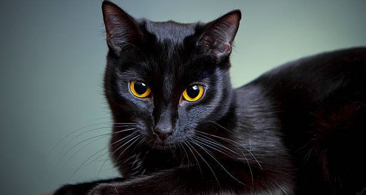 Mengapa Kucing Hitam Terkenal Dengan Istilah Pembawa Sial?