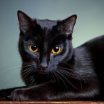 Mengapa Kucing Hitam Terkenal Dengan Istilah Pembawa Sial?