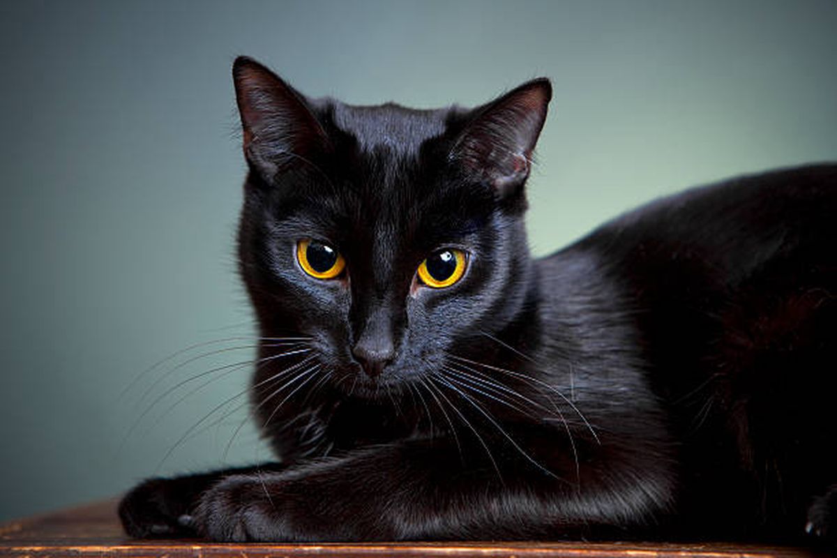 Mengapa Kucing Hitam 